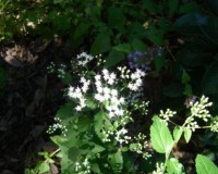 ageratina aromatica 10-10cr.jpg